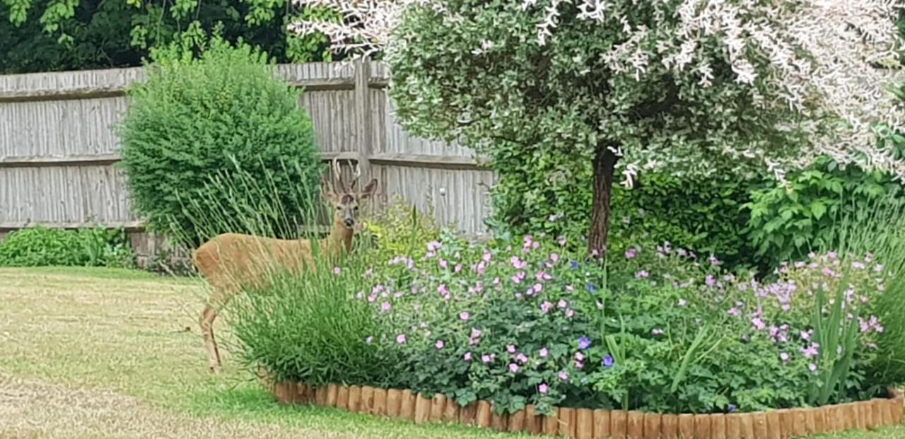 Sherfield English Ha'Penny Acre B&B 외부 사진